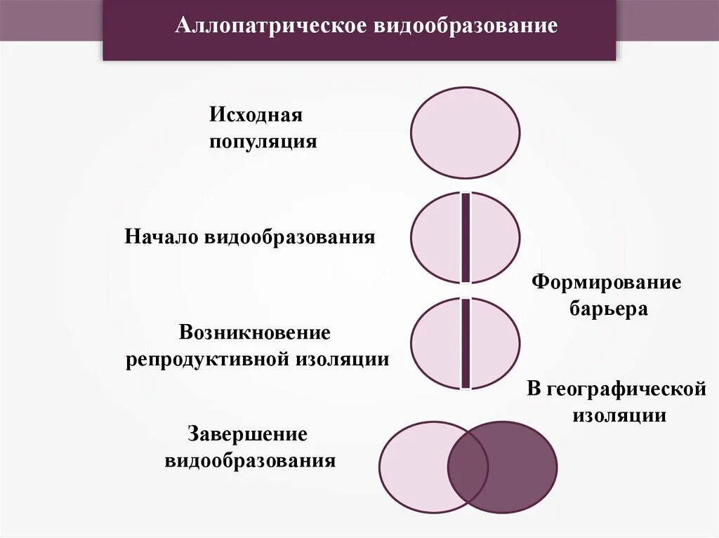 Аллопатрическое видообразование схема. Аллопатрическое видообразование схема. Схема аллопатрического и симпатрического видообразования. Формы аллопатрического видообразования и симпатрического. Аллопатрическое видообразование схема.