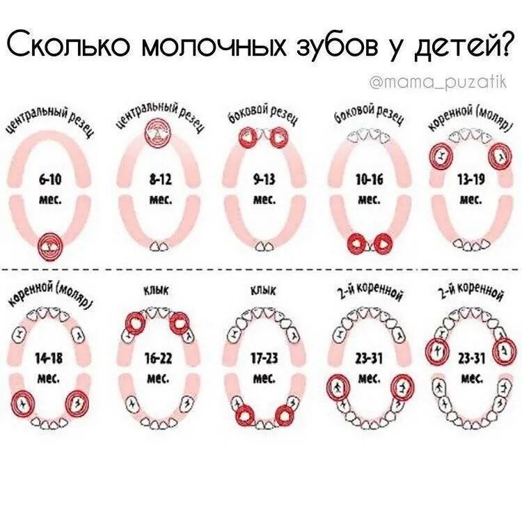 Схема роста зубов у грудничков