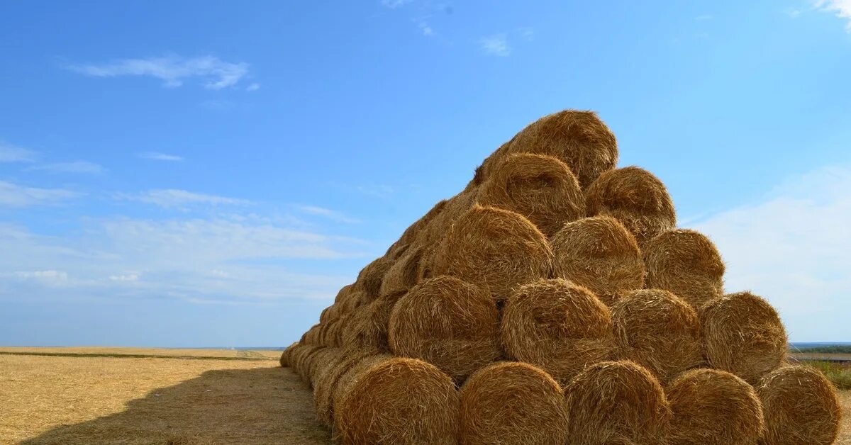 Сено клевер люцерна. Прелое сено. Ферма в реальной жизни тюки сено. Сено тульская область. Тюкование сена на ферме.