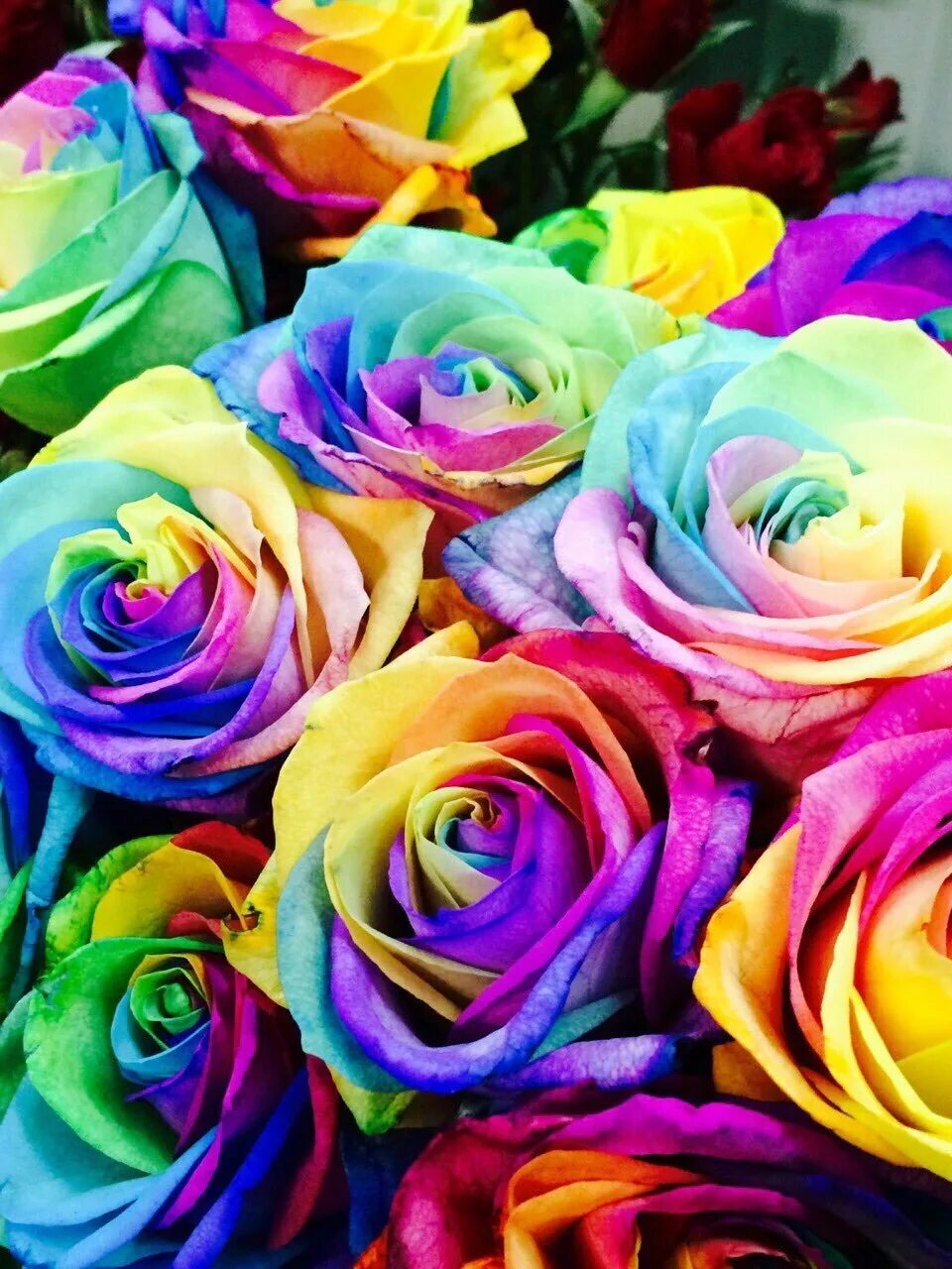 Цветные картинки. Цветная роза клумбовая. Разноцветные цветы. Радужные цветы. Радужные розы.