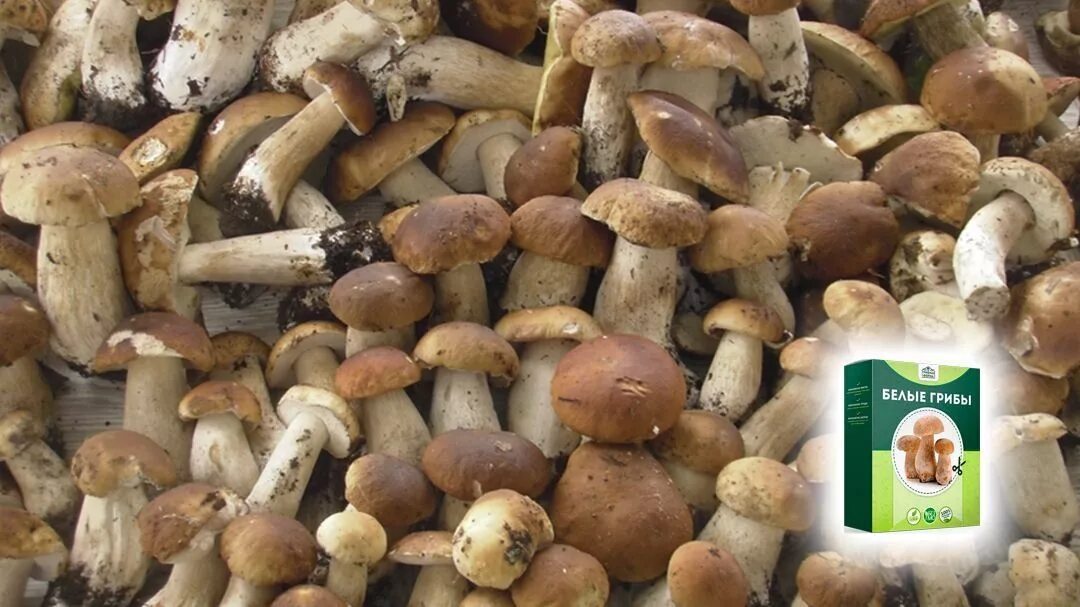 Белые грибы урожай. Грибы белые 1 сорт с/м. Белые грибы в ведре. Белый гриб шляпка внутри. Сколько стоят белые грибы в нижнем новгороде.