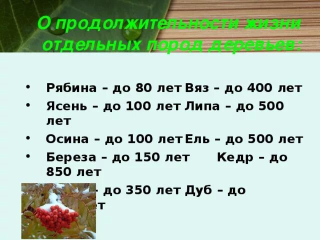 Срок жизни деревьев таблица. Сведения о продолжительности жизни деревьев таблица. Продолжительность жизни деревьев окружающий мир таблица. Продолжительность жизни разных деревьев таблица. Средний срок жизни дуба составляет около пятьсот