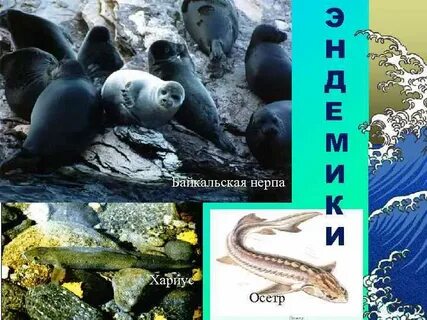Животный мир озера байкал 6 класс
