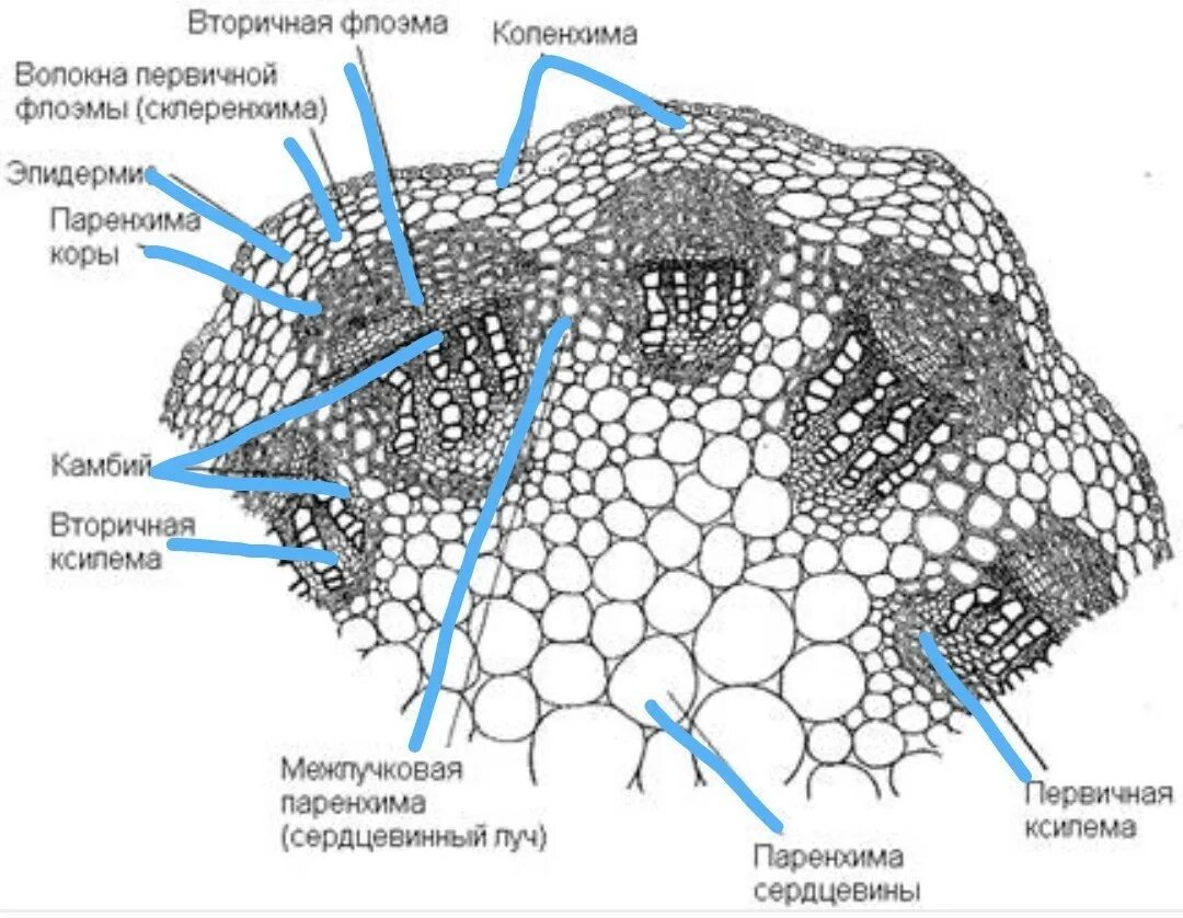 Поперечный срез стебля однодольного. Поперечный срез стебля клевера. Поперечный срез стебля двудольного. Поперечный срез стебля Ксилема флоэма. Волокна флоэмы