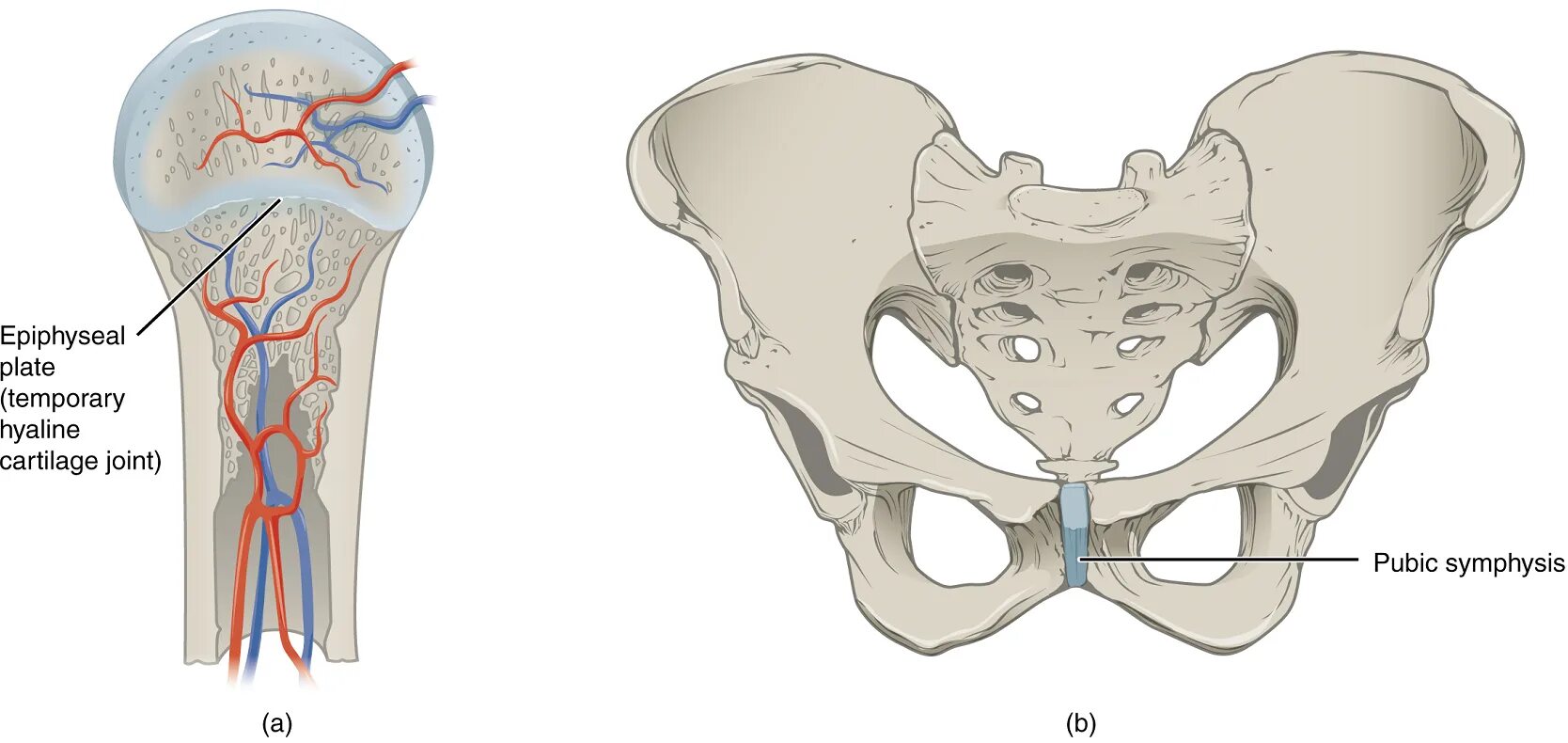 Лобковые кости полуподвижные. Лобковый симфиз анатомия. Амфиартрозы. Cartilaginous анатомия. Тугие суставы амфиартрозы.