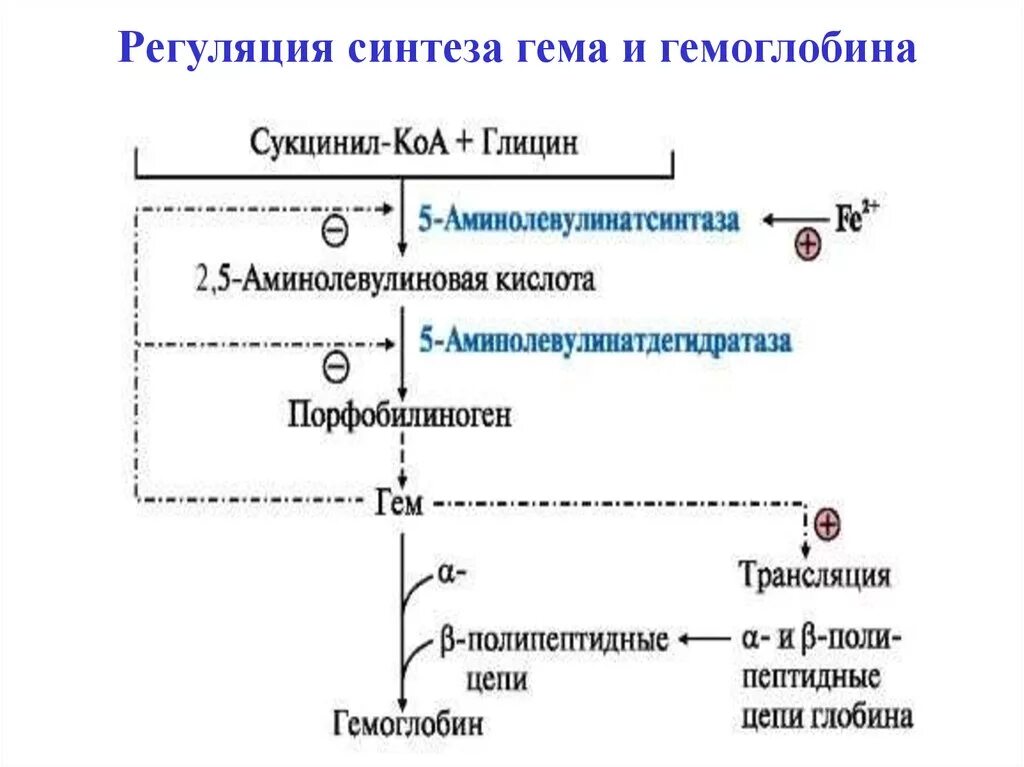 Регуляция синтеза гемоглобина биохимия. Регуляция ферментов синтеза гема. Синтез гема и гемоглобина регуляция этих процессов. Аллостерическая регуляция синтеза гема.