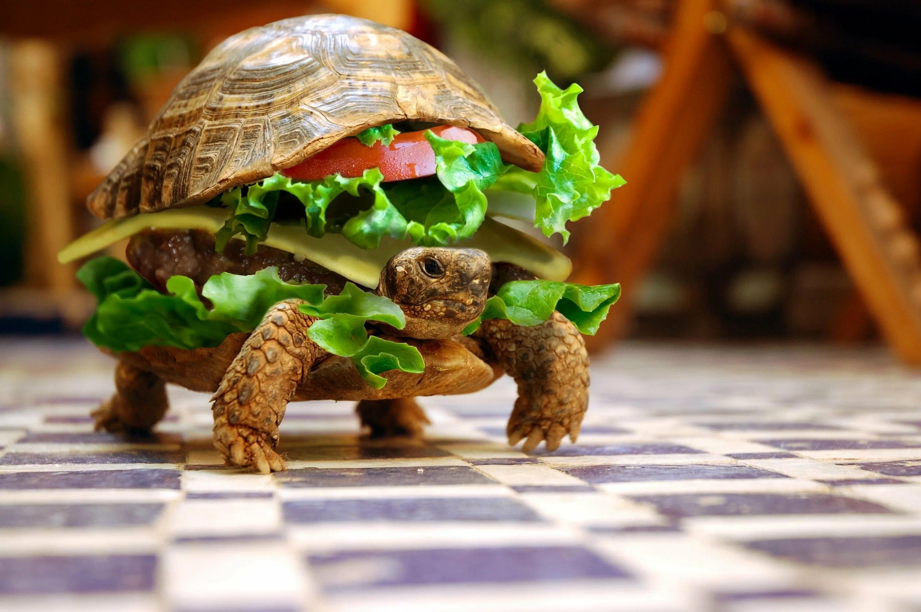 Черепаха бутерброд. Картинки на рабочий стол прикольные. Смешная черепаха. Черепаха гамбургер.