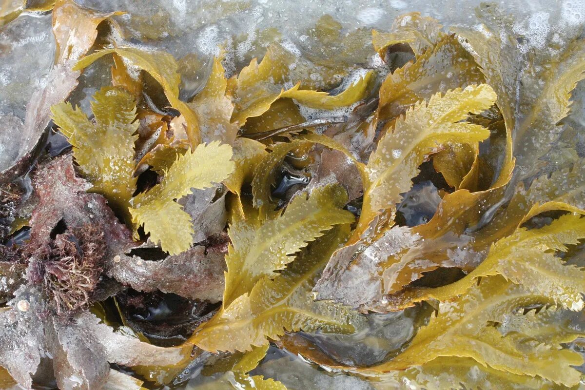 Бурые водоросли фукус. Анфельция водоросль. Fucus serratus. Фукус зубчатый.