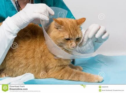 Кастрировать породистого кота