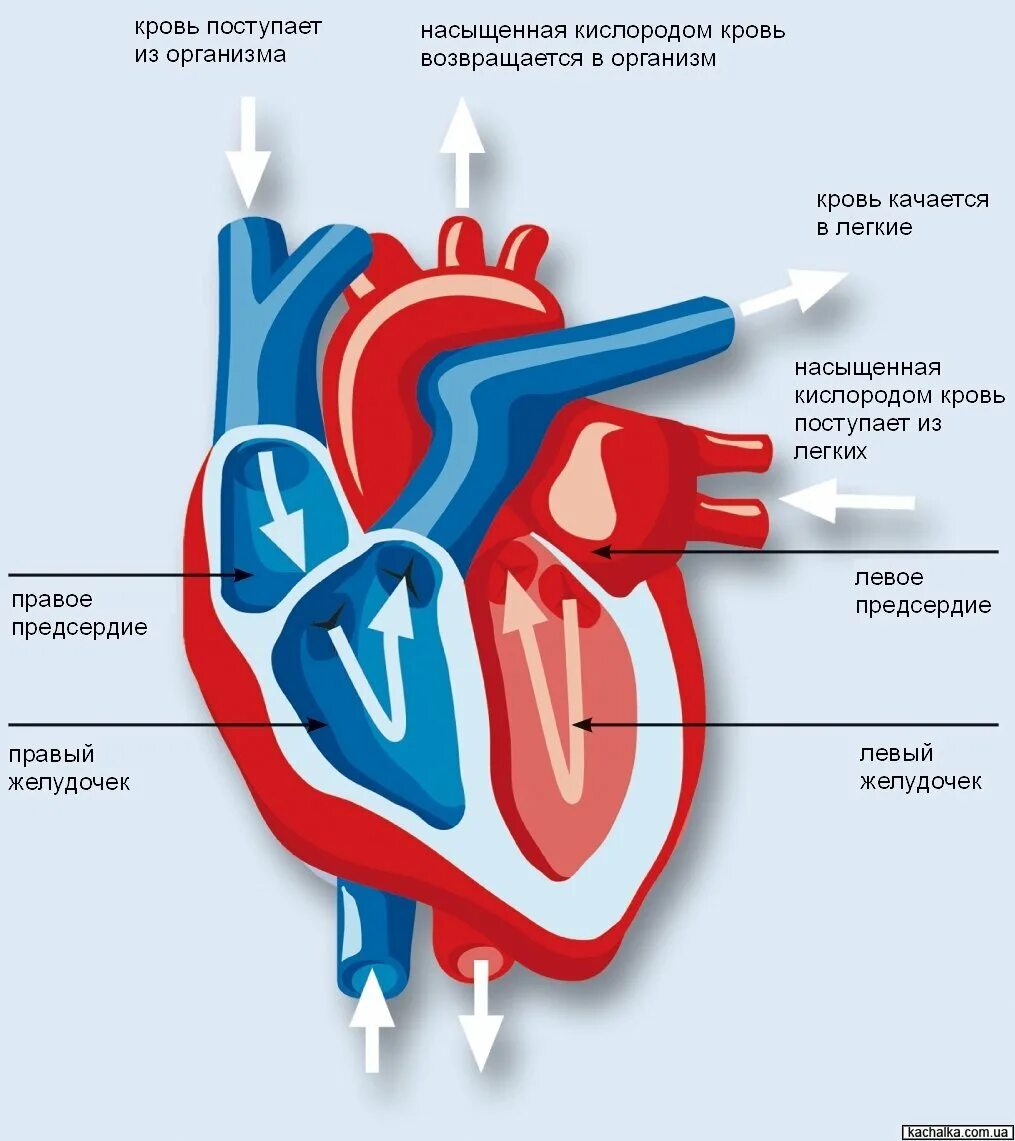 Кровь поступает в легкие через. Строение сердца и кровеносной системы. Кровеносная система человека строение сердца. Сердце сердечно сосудистая система анатомия. Строение сердца человека система кровообращения.