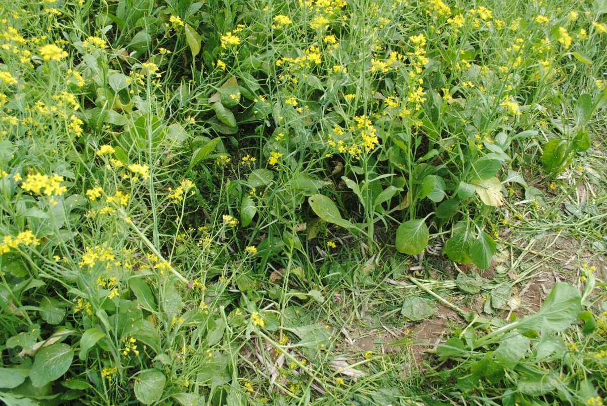 Капуста Полевая сурепка. Капуста сурепица рапс. Капуста Полевая (Brassica Campestris l.). Горчица Löwensenf. Горчичная капуста