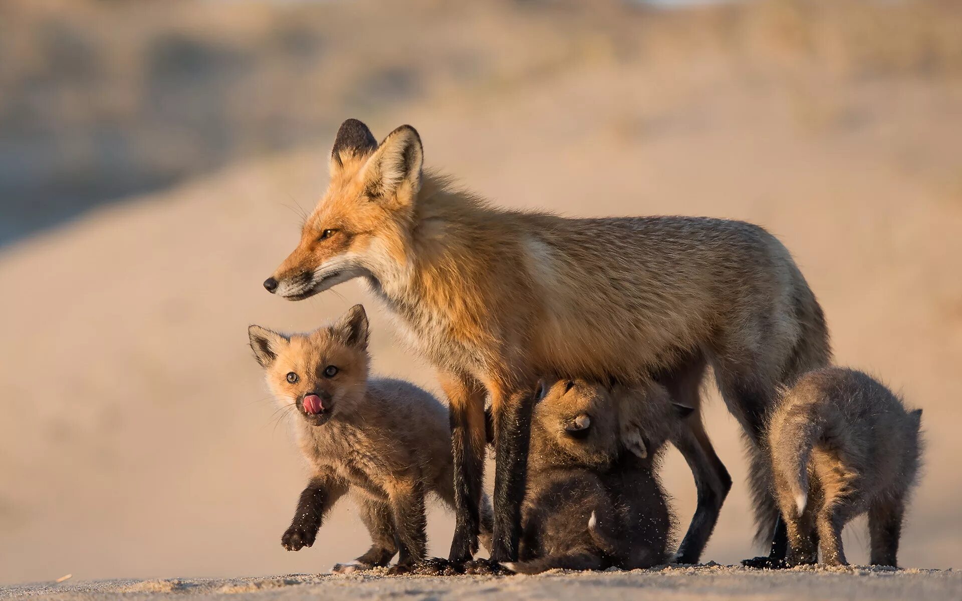 Fox mom. Лиса обыкновенная с лисятами. Дикие животные и Детеныши. Лиса детеныш. Мама для Лисенка.