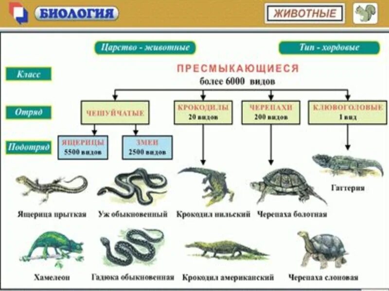 Класс рептилии отряды. Пресмыкающиеся 7 класс биология. Таблица по пресмыкающимся 7 класс биология отряды. Класс пресмыкающиеся представители. Отряды рептилий таблица.