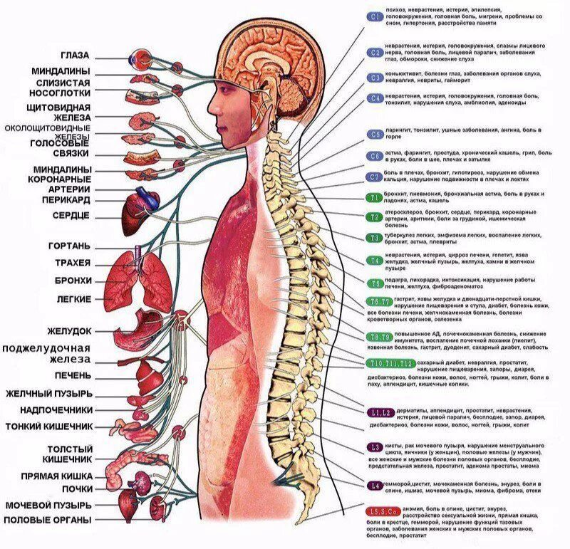 Схема связи позвоночника с внутренними органами. Схема позвонков человека с органами. Какие позвони за что отвечают. Позвоночник человека анатомия и иннервация.
