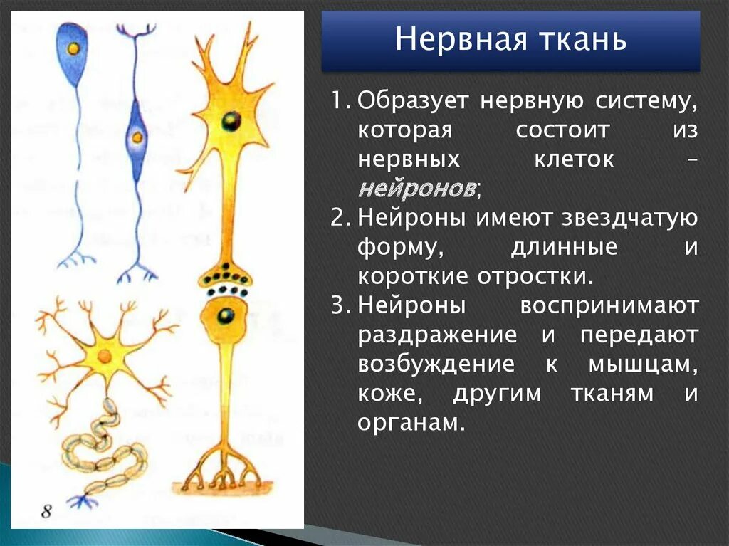 Вспомогательные нервные клетки. Нервная ткань Нейрон. Структура нервной ткани. Клетки нервной ткани. Форма клеток нервной ткани.