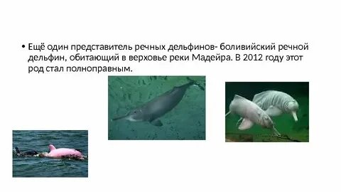 Речной дельфин 4 буквы на с сканворд