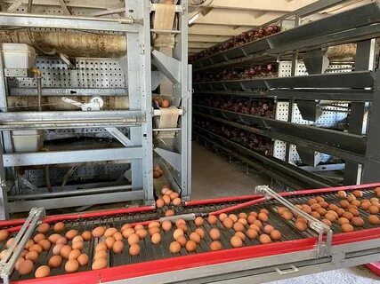 Саратовская птицефабрика