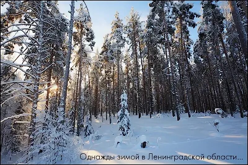 куда пропали зимы. февральский кот. куда пропали зимы. куда пропали зимы. диафильм 1951.