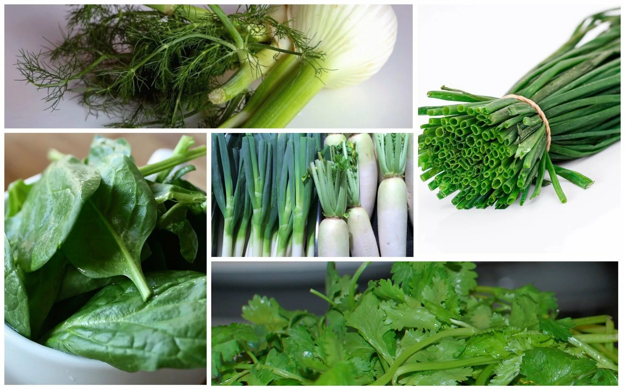 Зелень для салатов. Зелень для салатов названия. Салат трава. Зелень на столе. Зелень типы