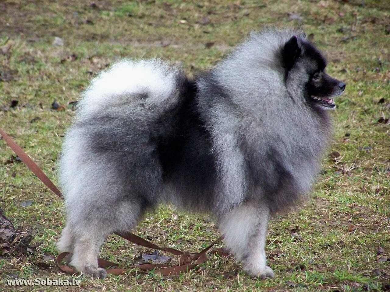 порода собаки большой шпиц. шпиц гроссшпиц. японский шпиц белый. кеесхонд собака белая. итальянский шпиц вольпино.