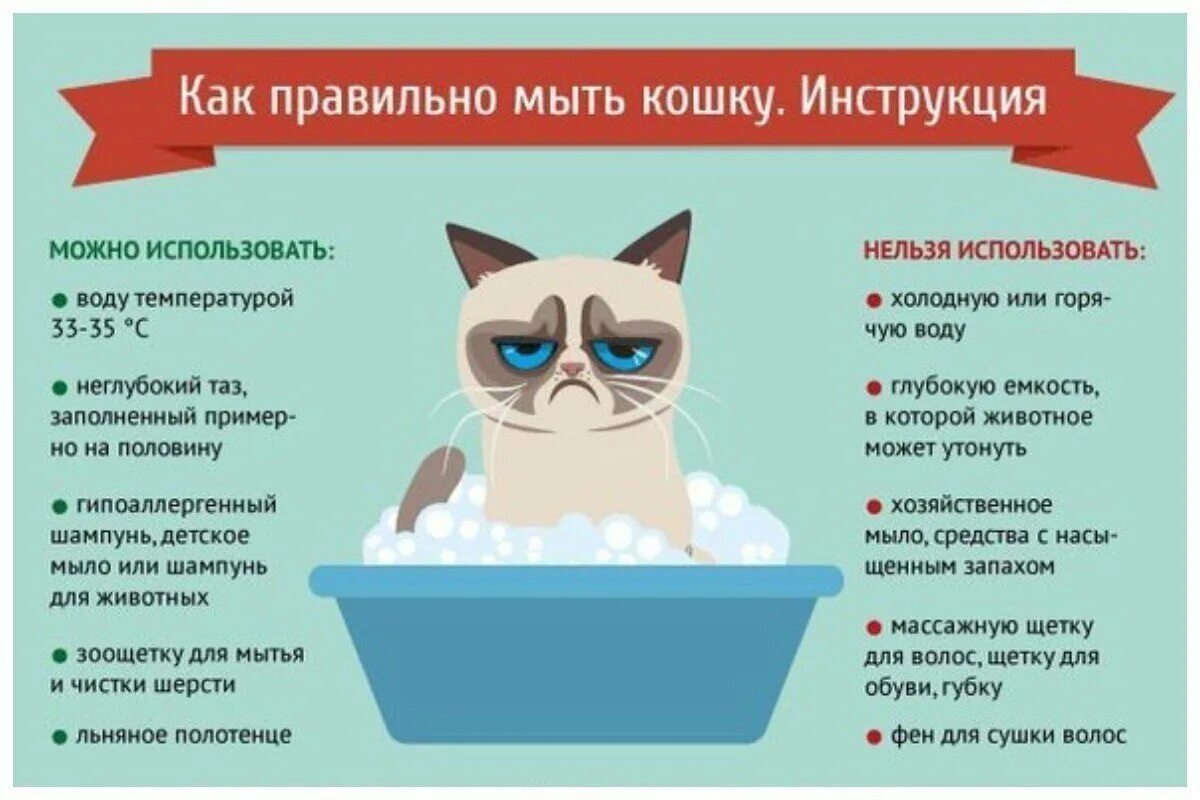 Сколько можно мыть кошек. Памятка по уходу за котенком. Совет котиков. Как правильно мыть кота. Памятка по уходу за домашними питомцами.