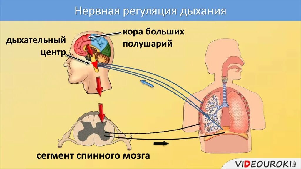 Что самое важное при работе с дыханием. Регуляция дыхания дыхательный центр. Дыхание и мозг. Регуляция дыхания человека. Острая дыхательная недостаточность схема.