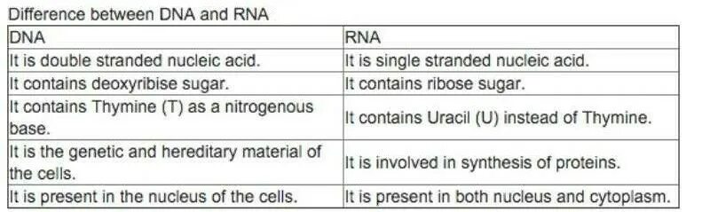 Difference between DNA and RNA. DNA and RNA differences. What is the difference between DNA and RNA. Fra1rna аналоги.