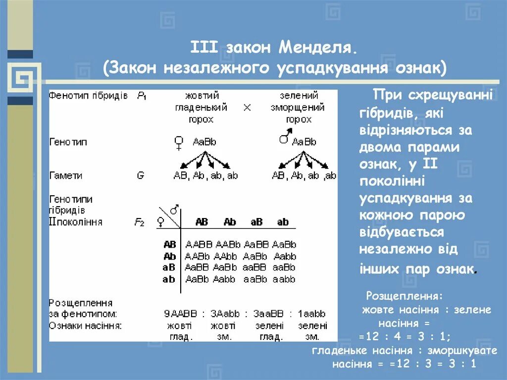 Запишем соотношение генотипов и фенотипов. 3 Закон Менделя соотношение. Соотношение по генотипу 3 закон Менделя. 3 Закон Менделя соотношение генотипов. 3 Закон Менделя по фенотипу.