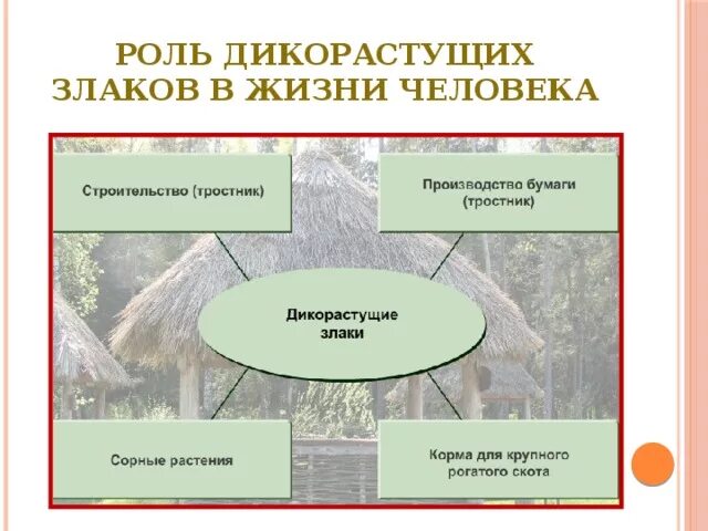 Значение культурных злаков в жизни человека. Роль злаков в природе и жизни человека. Роль злаков в жизни человека. Роль дикорастущих злаков в жизни человека. Значение злаковых растений в природе.