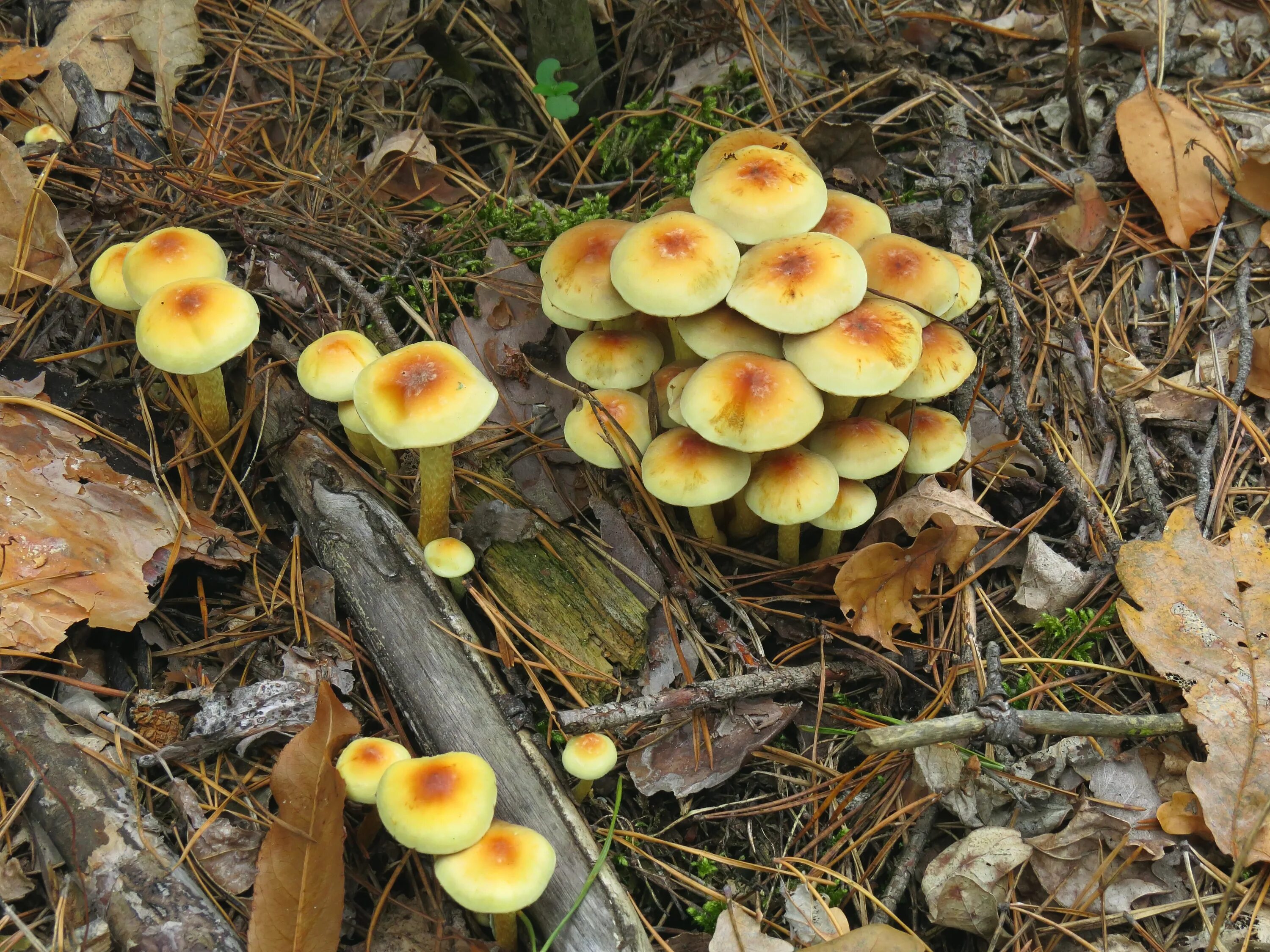 Fichier:Hypholoma fasciculare.jpg - Wikipédia