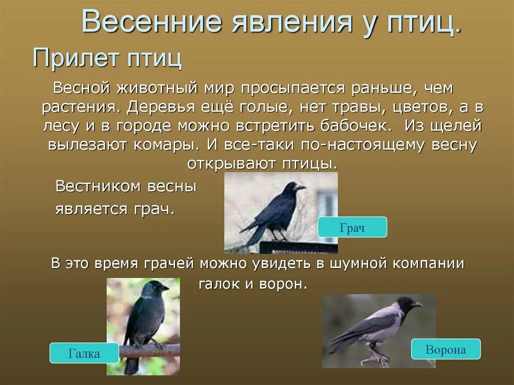 Сезонные явления в жизни птиц весной. Сезонные явления у птиц. Изменения в жизни птиц весной. Презентация весенние птицы.