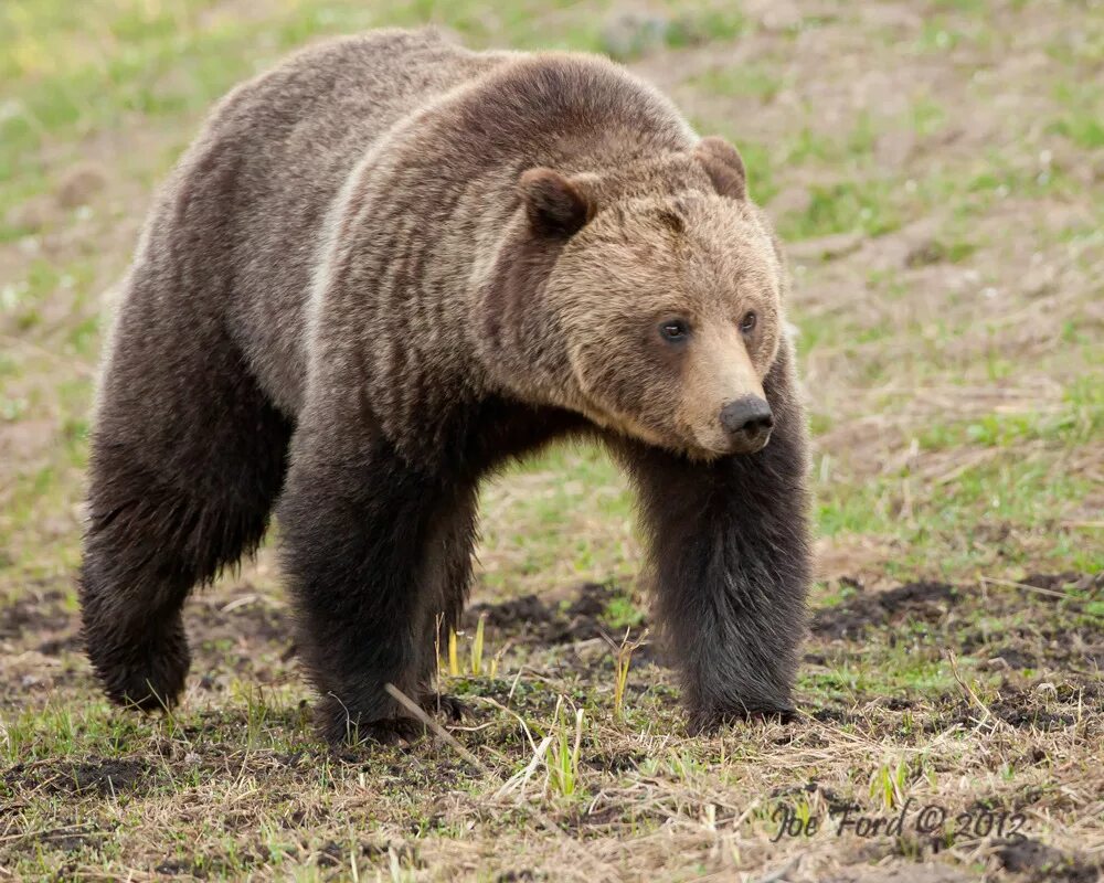 Бурый медведь утверждение. Бурый медведь. Ursus arctos arctos. Урсус медведь. Бурый медведь – Ursus arctos l..