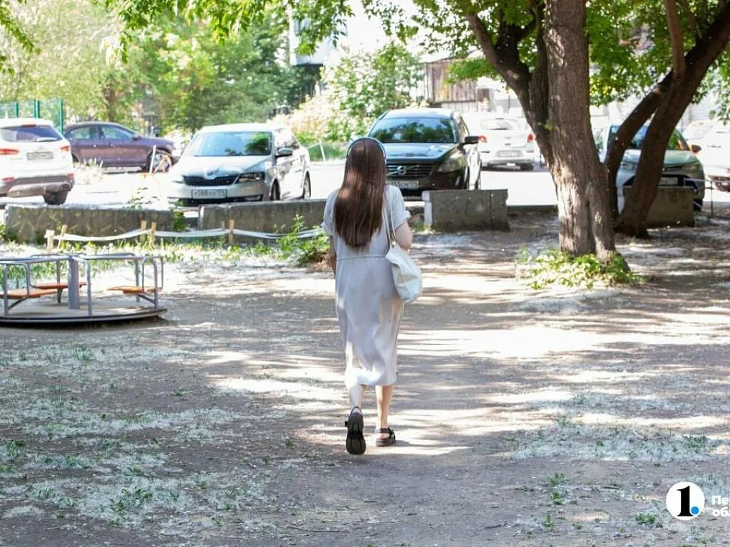 Включи тополиного. Включи тополиного. Включи тополиного. Включи тополиного. Тополь пуховый.