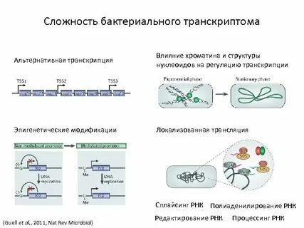 Роль транскрипция