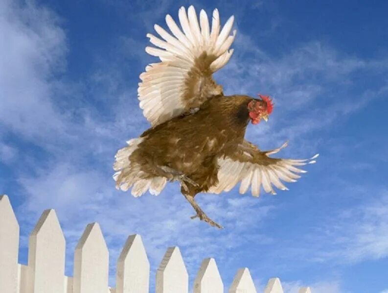 Кур летали. Полет курицы. Кур летали. Петух в полете. Курица летает.