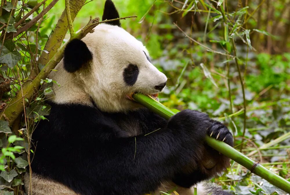 Большая панда что едят. Большая Панда или бамбуковый медведь. Большая бамбуковая Панда. Панда бамбуковый медведь. Панда жует бамбук.