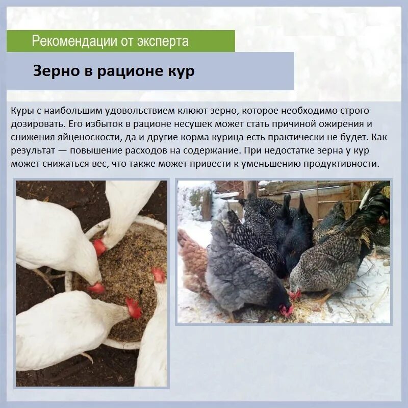 Сколько раз кормить кур. Кормление кур несушек. Правильный рацион для кур несушек. Несушка для курей. Как кормить курей.