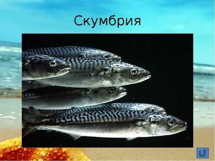 Отличие скумбрии