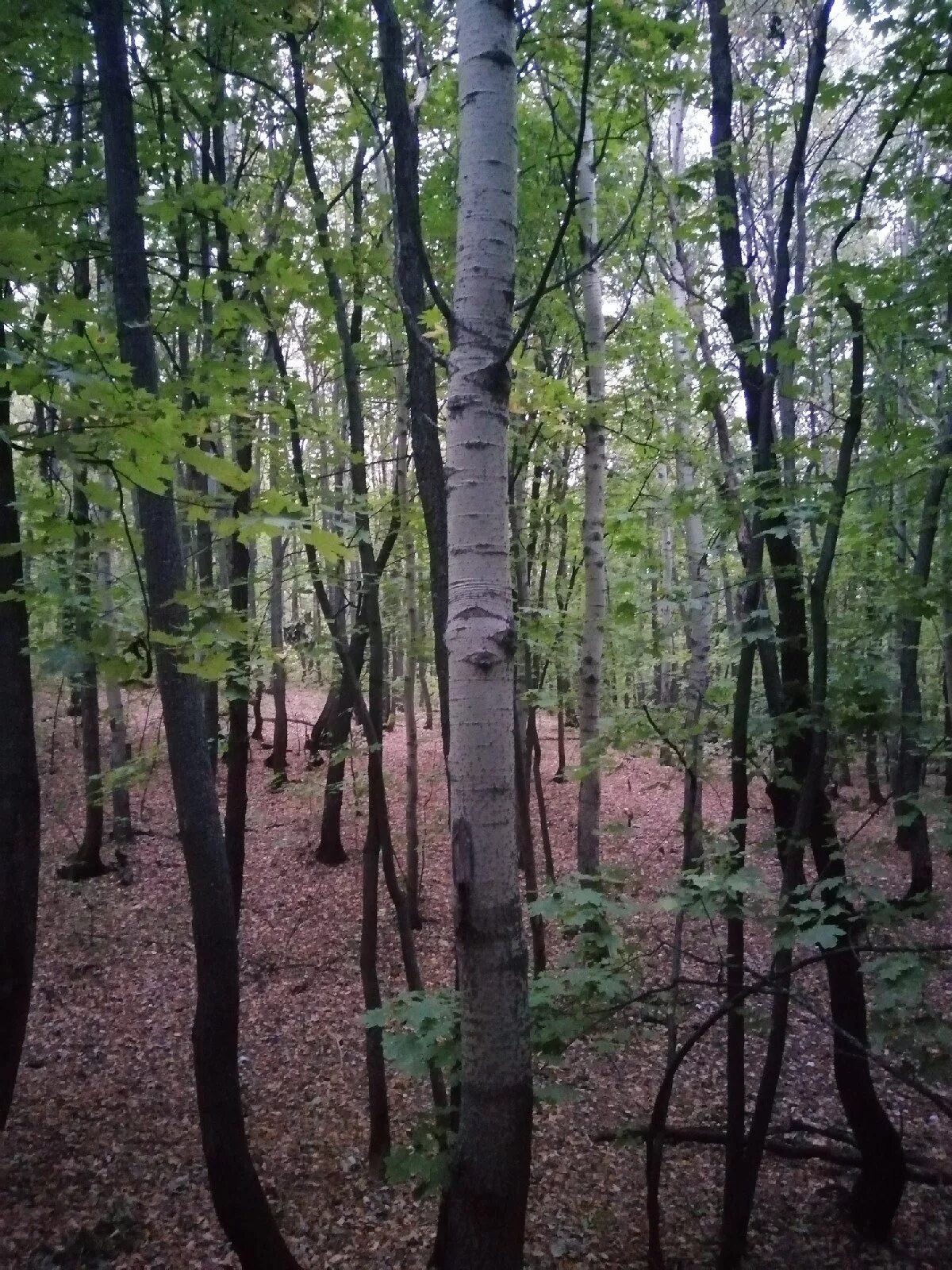 Упражнение 166 русский язык 2 класс. Осинка,осиновый,осина,осинник. Поросль березы. Русский язык 2 класс 1 часть страница 105 упражнение 166. Москва москвичи осина осинник.