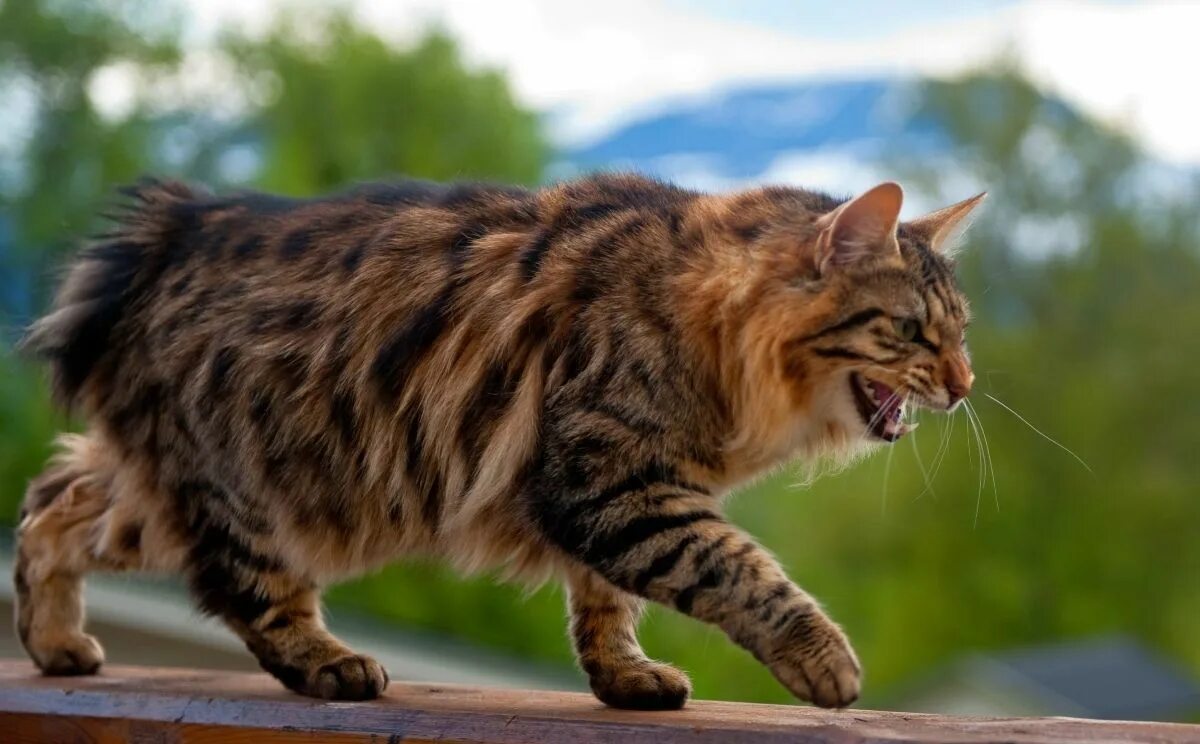 Bob tail