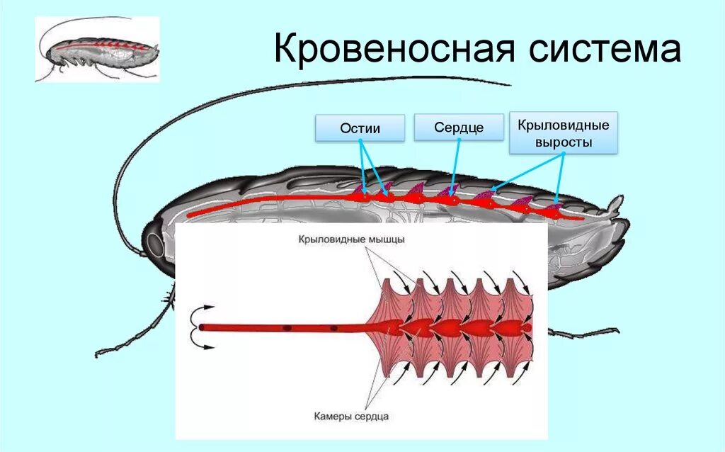 Класс насекомые кровеносная система. Кровеносная система насекомых схема. Строение кровеносной системы таракана. Строение кровеносной системы насекомых