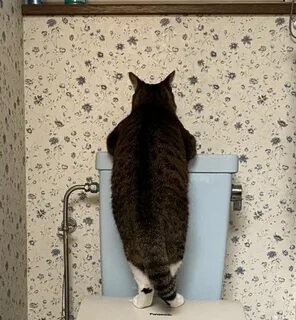 Коте кто придумал