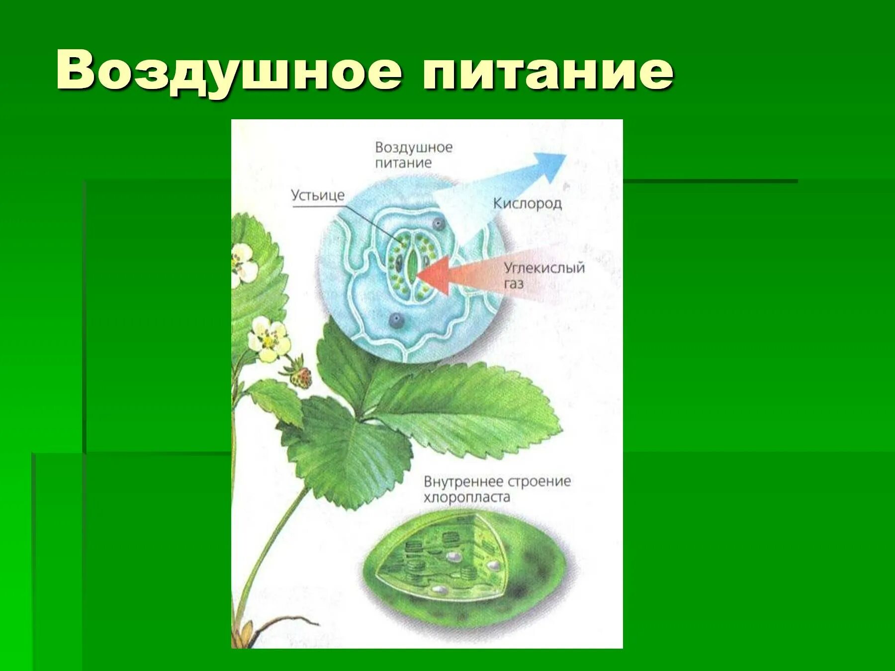 Растение получающее питание из воздуха. Питание растений. воздушное питание растений. воздушное питание растений схема. питание растений презентация.