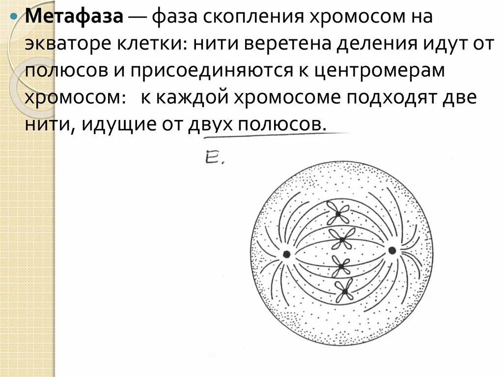 Хромосомы в метафазе митоза. Метафаза веретено деления. Хромосомы в метафазе митоза. Анафаза 2 мейотического деления. Характеристика фазы метафаза 2.