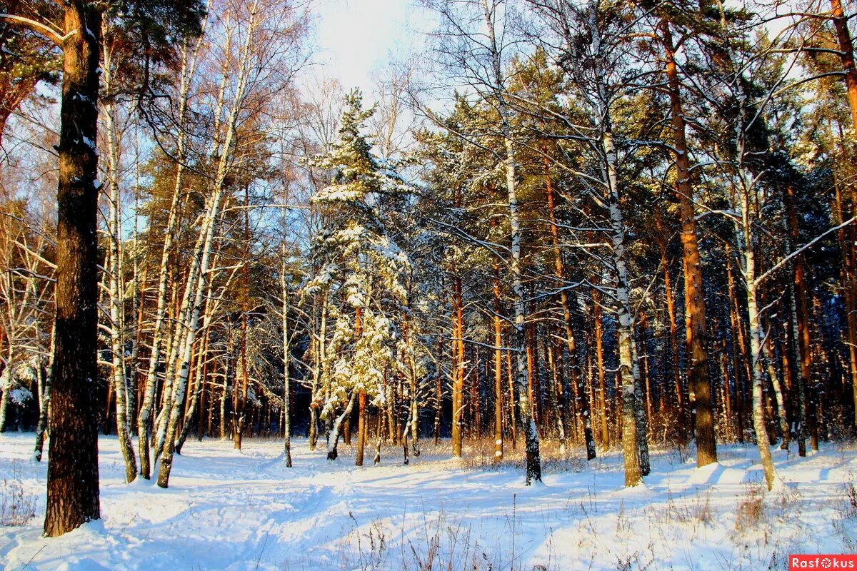 танцующий лес тырново рязанская область. смешанный лес рассвет. национальный парк мещера река бужа. подмосковный лес. помните каким шумным был подмосковный лес.