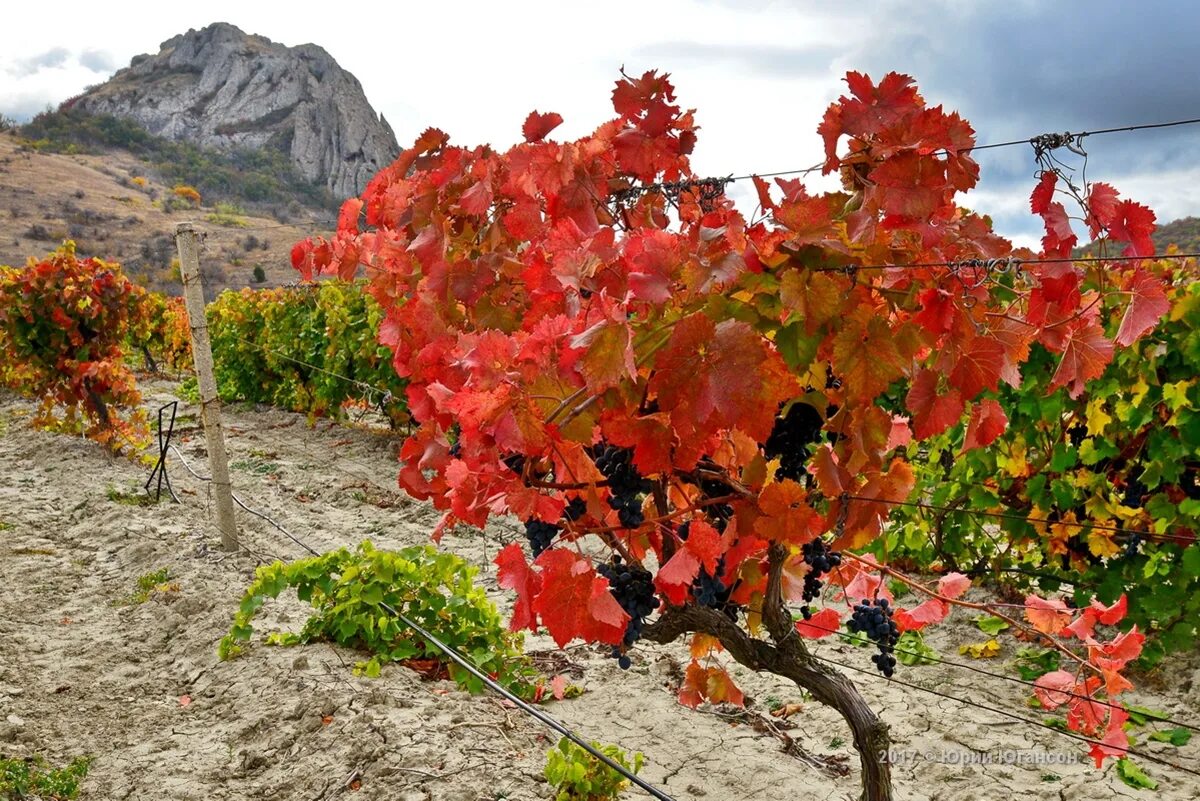 горы «агармыш» виноградник крым. виноградники золотая балка крым. сорт коктебель. коктебель виноградники с виноградом. коктебель виноградники с виноградом.