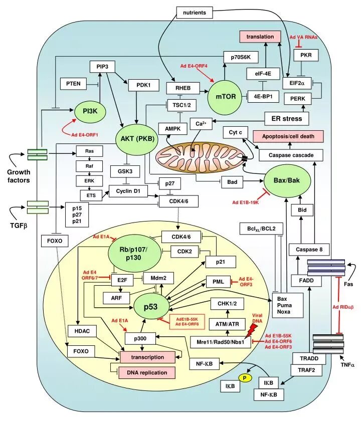 Nutrients перевод