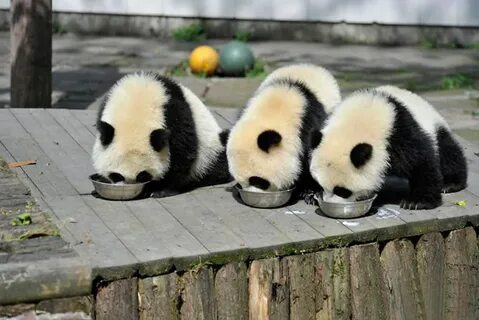 Visual pandas