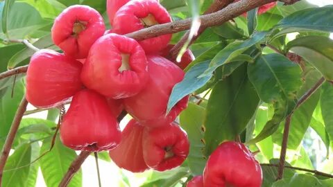 Blix fruit