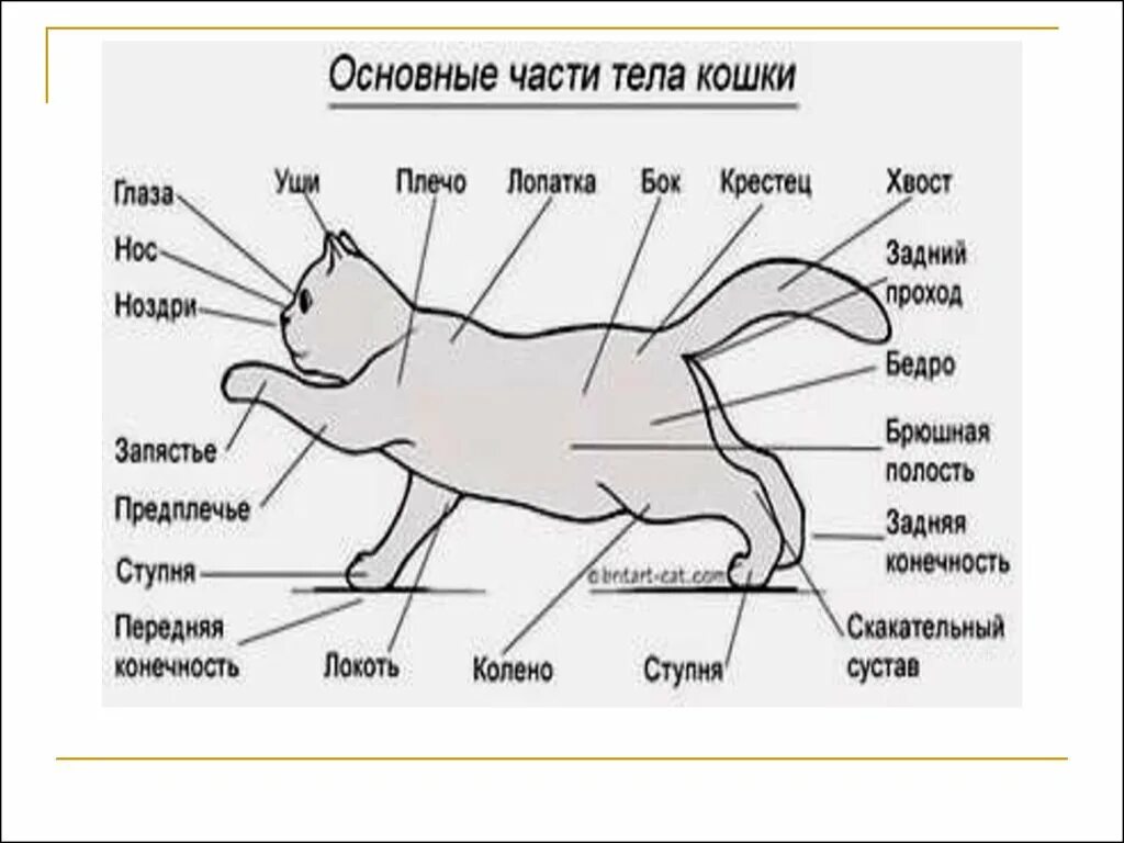 Описание тела кошки